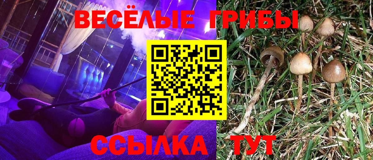 Хабаровск  закладка  Вход с VPN  Псилоцибиновые грибы мицелий 
